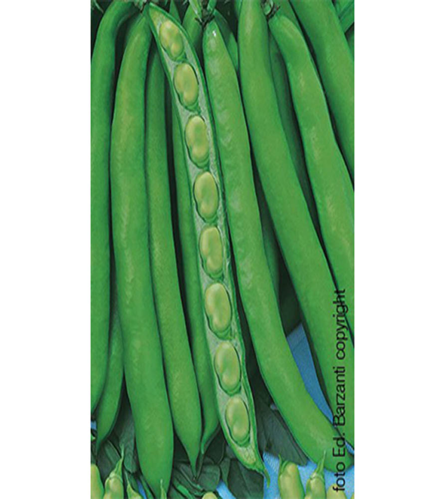 Fava Aguadulce Supersimonia Giada 1kg