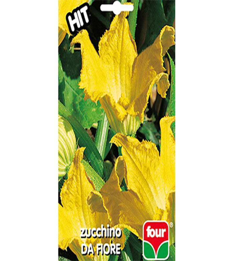 Zucchino da fiore